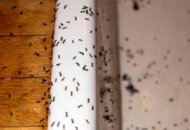 Best Wasp Removal Services  in Wintersville, OH
